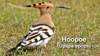 Hoopoe Bird Call and Pictures for Teaching BIRDSONG [upl. by Nahte617]