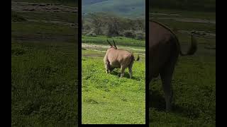 Ngorongoro crater… goviral southafrica wildlife junglesafari animals wildsafari [upl. by Jimmy]