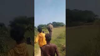 Ramlal ka video elephant shortvideo vairalvideo automobile shortvideo [upl. by Atronna]