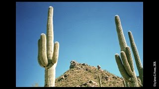 Repotting a Saguaro cactus  Carnegiea gigantea [upl. by Kcerred853]