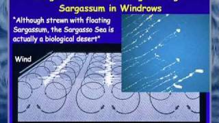 FAU OSLS  Secrets of the Sargasso Sea  Brian Lapointe PhD [upl. by Temhem]