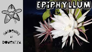 Epiphyllum  Everything You Need to Know  care water fertiliser pruning problems avoid spots [upl. by Ingram791]