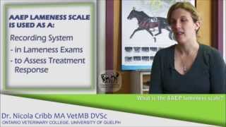 What are the signs a horse may be lame  Dr Nicola Cribb [upl. by Kalk499]