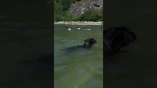 LEARNING TO SWIM at PORTEAU COVE britishcolumbia [upl. by Nama]