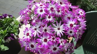 My Senetti [upl. by Buckley]