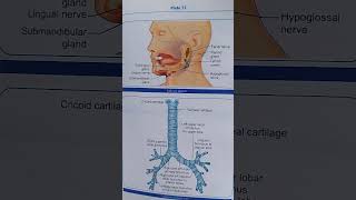 Salivary glands and trachea  nursing  anatomy and physiology [upl. by Takken815]