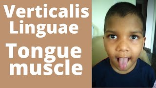 Verticalis linguae  Tongue muscle Verticalis linguae muscle of tongue action  Hypoglossal nerve [upl. by Alomeda788]