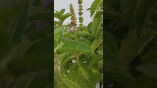 Indian catmint plant shortvideo nature beautiful plants [upl. by Ioved983]