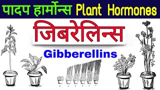 gibberellin plant hormone  padap harmon in hindi  Plant hormones  जिबरेलिन्स Gibberellins [upl. by Rabin591]