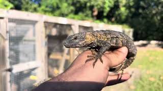 ID4464 2022 Banana Pectinata Iguana 4464 Female 1 year and 8 months old Includes Shipping [upl. by Maxy]