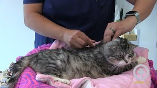 How to Administer Insulin to Your Cat at Home [upl. by Haleemak]