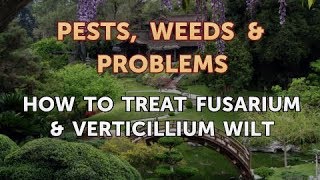 How to Treat Fusarium amp Verticillium Wilt [upl. by Bluma872]