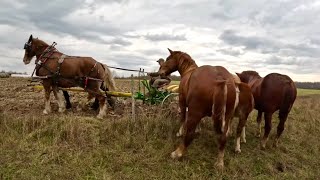 BARON IS GETTING CASTRATED amp Other Firsts  Amish Sheds for Sale 561 [upl. by Sirotek]