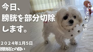 【手術当日】膀胱癌を取る！膀胱を部分切除します。がん細胞は取りきれた？ [upl. by Eseila]