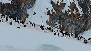 ice world and gentoo penguin Antarctica [upl. by Renny652]