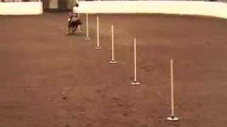 Mandy Running poles at Quarter Horse Congress [upl. by Blanchard]