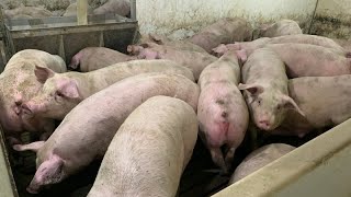 Industrie du porc au Québec  les difficultés d’Olymel pèsent sur les éleveurs [upl. by Marijane]