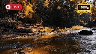 Autumn Forest  River Sounds  Relaxing Nature Video  White Water  HD  1080p [upl. by Aliab]