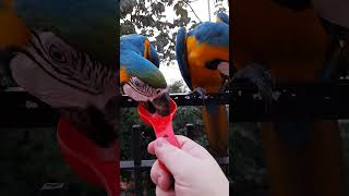 Guacamayita Esta cucharilla es mía comedoresdeguacamayas [upl. by Alric146]