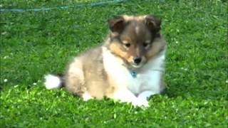 85 week old sheltie puppies playing in the garden [upl. by Saile977]