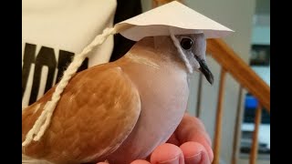 Documentary on the ringneck dove [upl. by Doro273]