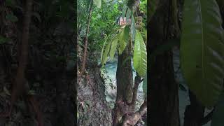 Somerset Falls is Majestic shortsvideo jamaicaadventure trendingshorts waterfall nature fyp [upl. by Dnama]