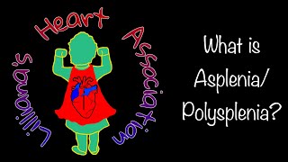 What is AspleniaPolysplenia  Lilliana’s Heart Association [upl. by Bloem]