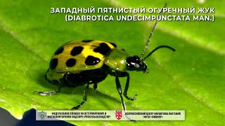 Западный пятнистый огуречный жук Diabrotica undecimpunctata Man [upl. by Vasili231]