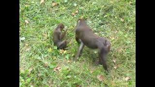 Monkeys such as the mother and baby Chacma Baboon are fascinating insight knowledge add comments [upl. by Arrec464]