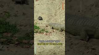 Gharial  Crocodile With The Longest Nose [upl. by Adnyleb]