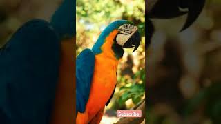 Macaw parrot parrot rareanimal cuteanimal animation aninallover explore [upl. by Leuqim]