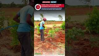 How to Spray 19All Fertilizer and Micronutrients on Guava Plants  Timber Sandalwood Farm [upl. by Ellehsim]