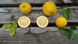 Trifoliate Orange or Hardy or Bitter Orange in Germany Poncirus trifoliata [upl. by Adnuahsal]