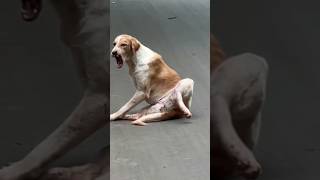 Stray Dog broken leg due to Road Accident dogrescue [upl. by Hsur]