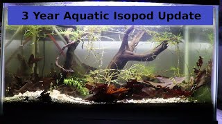 Aquatic Isopod Update  Asellus Aquaticus Waterlouse Cyclops Flatworms Snails [upl. by Yrallam]