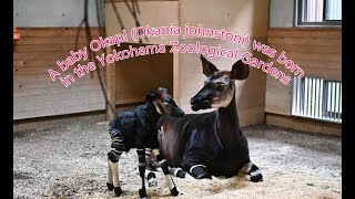 【ズーラシア公式】A baby Okapi Okapia johnstoni was born in the Yokohama Zoological Gardens ZOORASIA [upl. by Lucila]