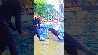 Dance with dolphin🐬 dolphins dolphinlove dolphine funny enjoy [upl. by Lara]