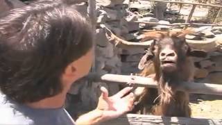 Man argues with spitting goat [upl. by Yornoc]