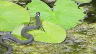 Grass Snakes and Frogs in Berlin [upl. by Guinn]