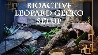 Bioactive LEOPARD GECKO setup [upl. by Refitsirhc]