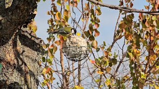 Blue Tit  Cyanistes caeruleus [upl. by Rufus]