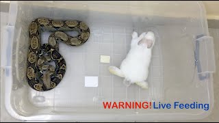 Live Feeding Snake  Boa Constrictor Eating Rabbit  افتراس [upl. by Ettelliw581]