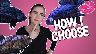 Betta Breeding  How I Pick The Best Fish to Breed Traits Overview [upl. by Akirahs694]