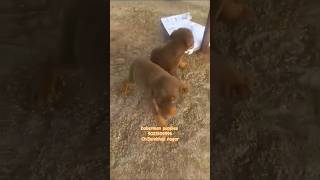 American Doberman puppies for sale in ch Sambhaji Nagar nashik akola 🔥🔥doberman pets dog [upl. by Neirol925]