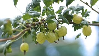 HOW TO PRUNE YOUR GOOSEBERRIES [upl. by Humpage]