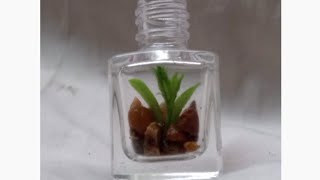 Tiny Terrarium  How to make terrarium  Creating a Ecosystem Terrarium Making in nail polish Jar [upl. by Welford]