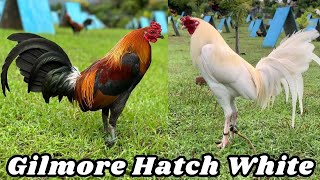 White Gilmore Hatch Boston Roundhead Sweater  Amiel Abad Big Farm in Philippines ADA FARM [upl. by Risteau]