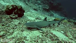 White tip shark  Sipadan Malaysia [upl. by Mingche]