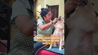 Chutki apni mumma k hath se khana khati hai daily🥰😍viralreels doglover petsong trending trend [upl. by Yerhpmuh]