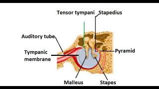 Difference between tensor tympani and stapedius [upl. by Seigler133]